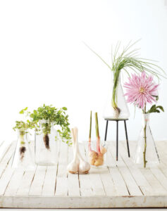 5 Best Antibiotic Herbs